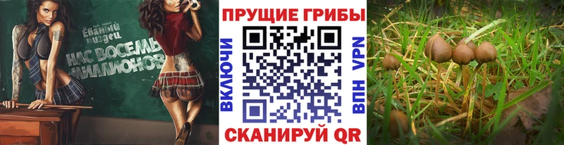 МЕГА ССЫЛКА  Вольск  маркетплейс как зайти  Псилоцибиновые грибы ЛСД 